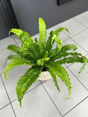 Asplenium Osaka, zanokcica