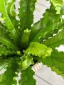 Asplenium Osaka