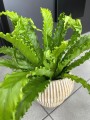 Asplenium Osaka