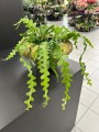 Epiphyllum anguliger Zygzak