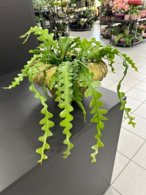 Epiphyllum anguliger, epifilum, zygzak