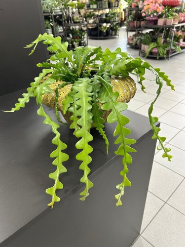 Epiphyllum anguliger Zygzak
