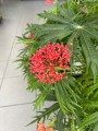 Jatropha multifida krzew koralowy