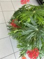 Jatropha multifida krzew koralowy