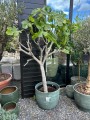 Ficus carica, figa