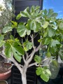 Ficus carica, figa