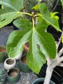 Ficus carica, figa