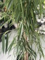 Ficus binnendiijkii 'Alii', Figowiec wierzbolistny