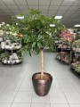 Schefflera arboricola Compacta na pniu