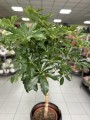 Schefflera arboricola Compacta na pniu