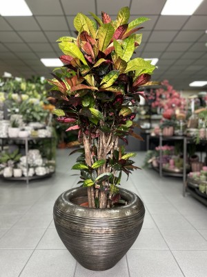 Codiaeum variegatum Mrs. Iceton, croton, kroton 