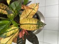Kroton, Codiaeum variegatum Mrs. Iceton