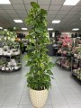 Epipremnum aureum