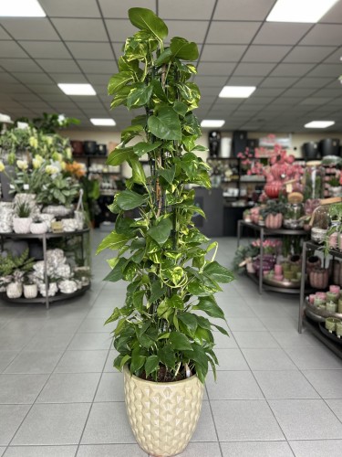 Epipremnum aureum