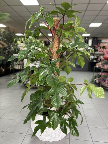Philodendron squamiferum