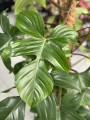 Philodendron squamiferum