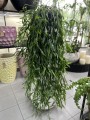 Rhipsalis