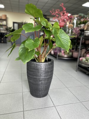 Homalomena rubescens Maggy