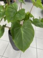 Homalomena Rubescens Maggy