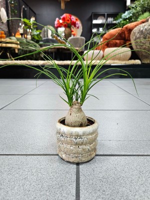 Beaucarnea recurvata, nolina