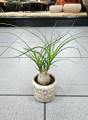 Beaucarnea recurvata Nolina