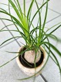 Beaucarnea recurvata Nolina