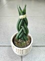 Sansevieria cylindrica Braid