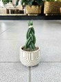 Sansevieria cylindrica Braid