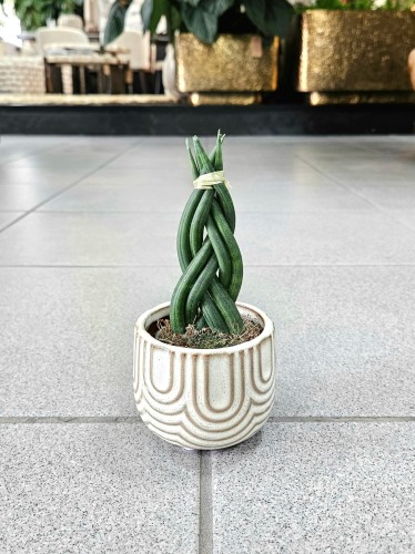 Sansevieria cylindrica Braid