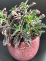 Kalanchoe "Pink Butterfly"