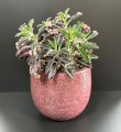 Kalanchoe "Pink Butterfly"