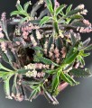 Kalanchoe "Pink Butterfly"