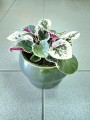 Saintpaulia variegata fiołek afrykański