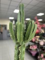Euphorbia Ingens wilczomlecz