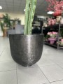 Euphorbia Ingens wilczomlecz