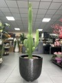 Euphorbia Ingens wilczomlecz