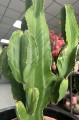 Euphorbia Ingens wilczomlecz