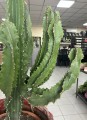 Euphorbia Ingens wilczomlecz