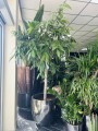 Ficus Amstel King