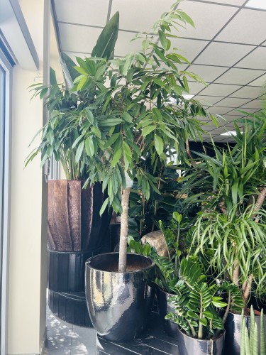 Ficus Amstel King