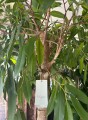 Ficus Amstel King