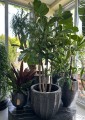 Ficus Lyrata XXL
