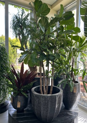 Ficus Lyrata XXL