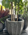 Ficus Lyrata XXL