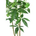 Drzewko Pachira