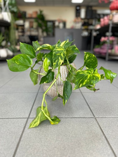 Epipremnum aureum