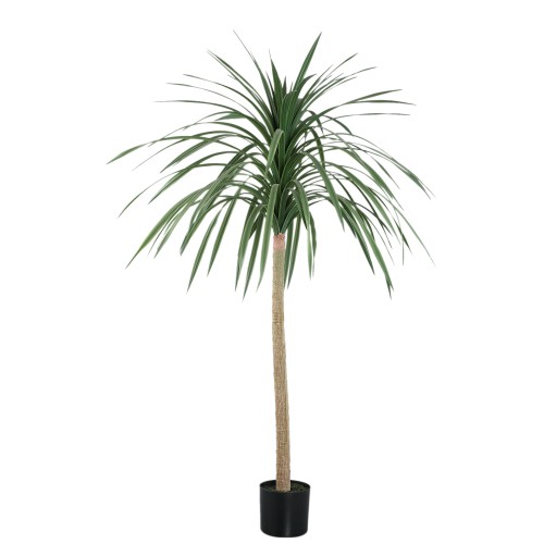 Dracena PTMD