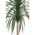Dracena PTMD