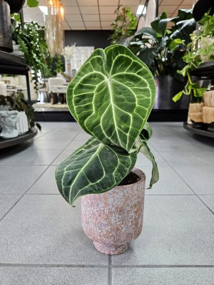 Anthurium Clarinervium, anturium