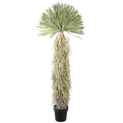 Juka rostrata PTMD